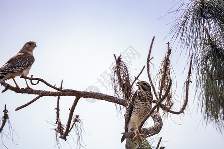 红肩对的鹰鸟布提奥拉塔图斯湿地嵌套人员队友保护区沼泽野生动物鸟类全体背景图片