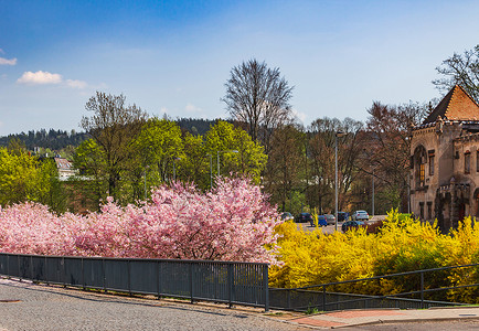 盛开的树木花瓣植物群晴天公园日光蓝色花园城市房屋樱花背景图片