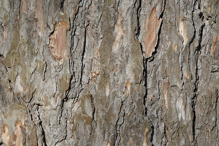 抽象的老木树树皮纹理背景崎岖森林皮肤木材风化材料树干乡村老化环境背景图片