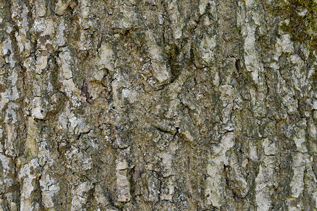 抽象的老木树树皮纹理背景松树植物腐蚀皮肤时间风化公园材料木材树干背景图片
