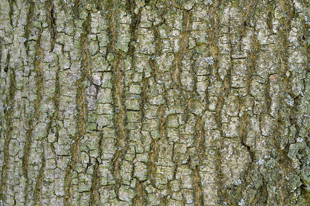 抽象的老木树树皮纹理背景森林时间植物风化木材松树树干乡村宏观公园背景图片