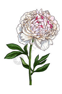 牡丹花画在白色背景上孤立的温柔牡丹花的手绘插图 茎上有一个大芽 有绿叶 您设计的的植物花卉元素背景