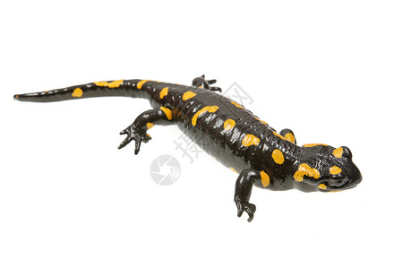 火蜥蜴黄色的黑色的高清图片