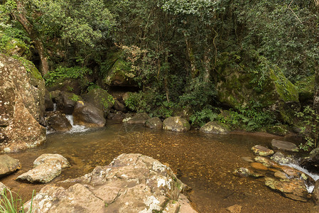 古都森林中的池塘背景图片
