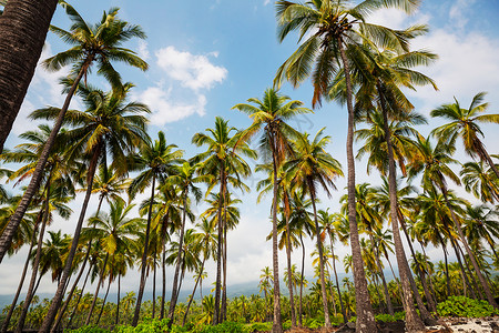 棕榈旅行海滩假期园艺热带辉光海洋环境花园乡村高清图片