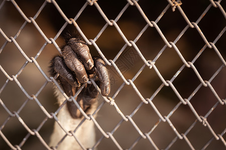 猴子手挂在生锈的铁笼子上生活监狱炙烤野生动物狒狒黑猩猩大猩猩爪子生物哺乳动物背景