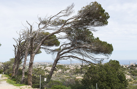 写实风松树在马达代尔纳岛的风中背景