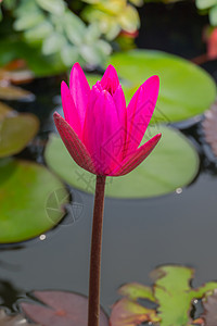 五颜六色的花的背景图片粉色宏观植物紫色生长植物群花瓣季节花束背景图片