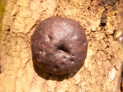 黑色大棕褐色烧焦紫红的蛋糕 树皮上的蘑菇真菌林地木耳食用菌国王同心圆菌类宏观植物摄影球形背景图片