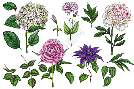 阿蒂斯白色背景的花朵和叶子多彩 玫瑰 小马 克莱门蒂斯 phlox和废墟 植物矢量 你设计的花头插画