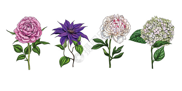 圣克莱门特白色背景上隔开的多彩花朵和叶子 玫瑰 小马 克莱门提斯和phlox 植物矢量 您设计时使用的插画