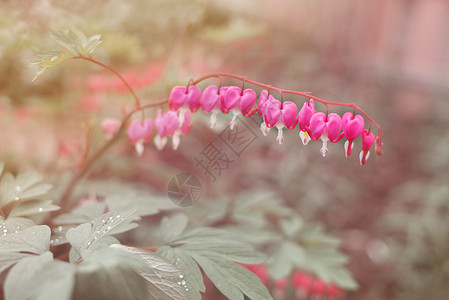 花朵的心形 花园中的光谱或碎裂的心背景图片