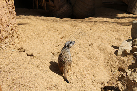 沙沙上的小宠物高清图片