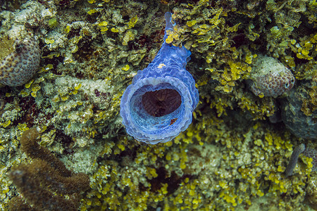 分流花瓶海绵紫色潜水动物海洋宝宝珊瑚野生动物高清图片