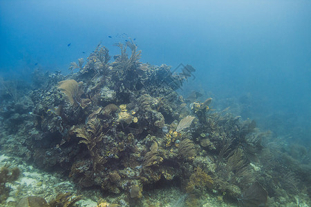 大型珊瑚山热带色彩珊瑚礁游泳活动动物阳光殖民地气候水面背景图片