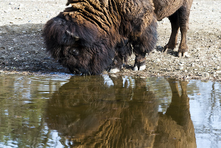 美国野牛饮用水哺乳动物水牛棕色支撑水岸头发毛皮棕褐色外套背景图片
