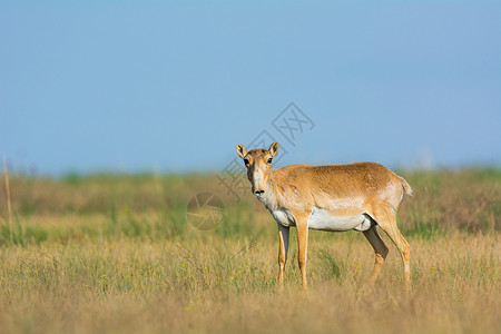 赛加羚羊卡尔梅克亚自然高清图片