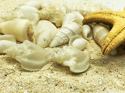 海海贝壳鱼和海星鱼紧闭沙砂质物 夏季细度背景图片