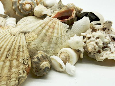 盛大的海壳海星鱼贝壳贝类贝类夏季季节特写背景图片