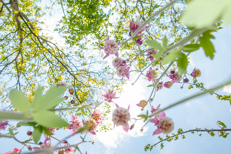 紫紫阿基丽花以自然背景为背景 特写 从下面的独特角度植物紫色荒野剪贴簿草本植物花园花瓣金鱼野花季节背景图片