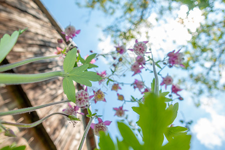 紫紫阿基丽花以自然背景为背景 特写 从下面的独特角度植物学金鱼紫色花瓣植物荒野自然世界雌蕊季节引擎盖背景图片