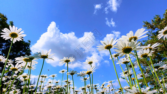 野花精彩的蓝天空上有花菊的夏季字段背景