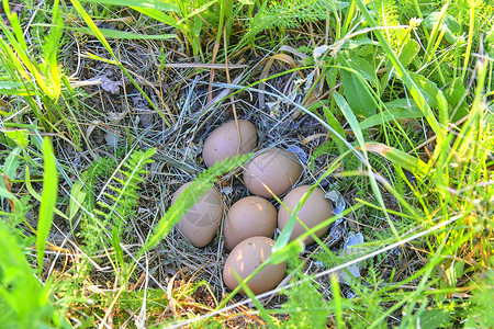 凤颈草母鸡蛋 废弃的巢穴与雌鸡蛋环颈鸟类荒野戒指秋水仙风门女性游戏母鸡动物群背景