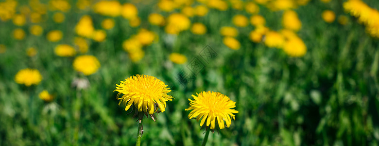 光天化日下田地上的黄色大赛 横幅蓝色假期花粉环境土地花朵活力公园木头场地背景图片
