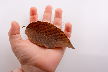 手握着白色背景的干枯秋叶植物季节黄色叶子水彩干叶棕色树叶背景图片