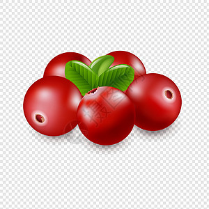 蔓越莓详情页Granberry 孤立的透明背景插画