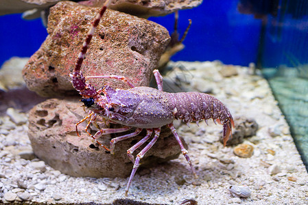 欧洲小龙虾自然动物高清图片