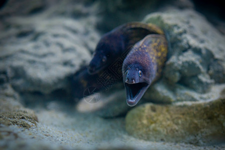 绿色穆拉埃纳 穆拉埃纳赫莱娜连体生活浅滩水族馆海洋热带异国海鳗野生动物动物群背景