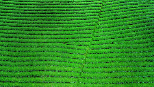 慕那尔绿茶芽和叶子 清晨绿茶种植园场地爬坡场景背景花园自然农场宏观植物茶园背景