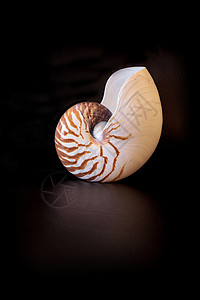 贝壳鹦鹉Nautilus 鹦鹉螺号Nautilus螺旋条纹黑色海洋生物背景贝壳背景