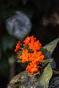 阵营盖革果冻树上的橙花橙子红色花瓣灌木灌木状背景