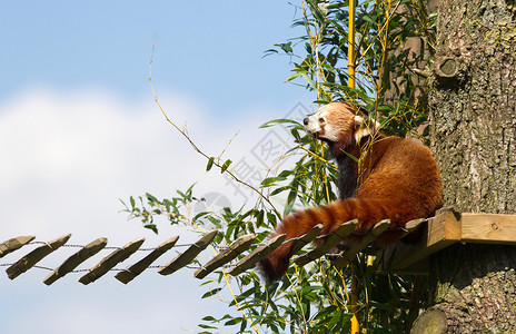 火狐素材红熊猫吃竹子野生动物橡木毛皮树枝小熊猫公园红色动物背景