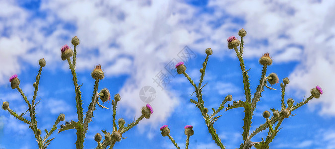 奶正在开花天空晴天画幅色彩环境紫色色泽菊科蜘蛛杂草背景图片