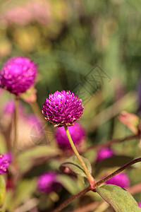Gomphrena 紫花花花园紫花粉红色刺花背景图片