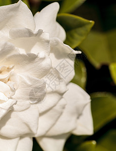 白花花在花园中开花白色栀子花热带背景图片