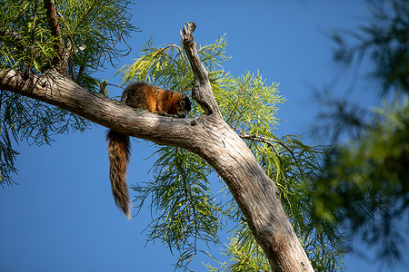 放松的大型柔软狐狸松鼠小憩黑松鼠哺乳动物休息动物野生动物柏树尾巴背景图片
