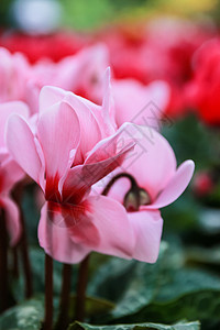 美丽的粉红色和红色环花花白色公园宏观粉色植物花园植物学花瓣背景图片