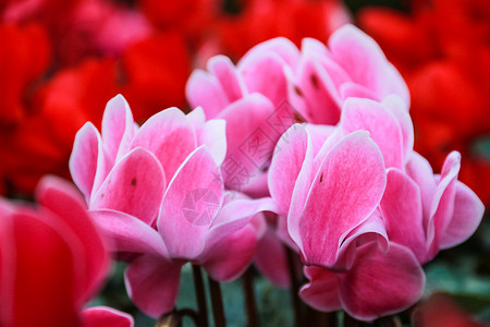美丽的粉红色和红色环花花花瓣植物学宏观公园白色植物粉色花园背景图片