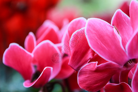 美丽的粉红色和红色环花花花瓣公园花园白色宏观植物植物学粉色背景图片