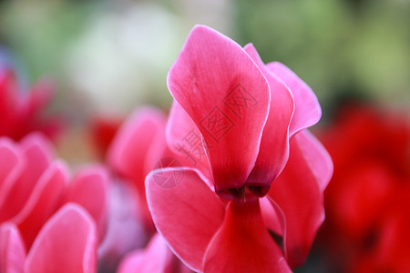 美丽的粉红色和红色环花花粉色植物学植物宏观公园花园花瓣白色背景图片