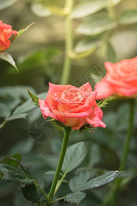 小花园里玫瑰盛开花园里的玫瑰花绿色粉色树叶花瓣玫瑰情人日光植物群背景