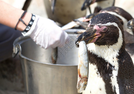 Pinguin脊索动物寒冷的高清图片