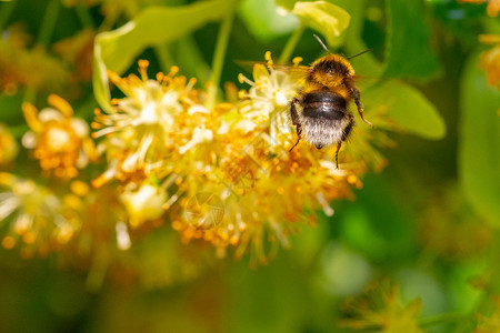 林登花朵中的大黄蜂草本植物药品宏观花粉熊蜂花瓣香气植物群叶子植物背景