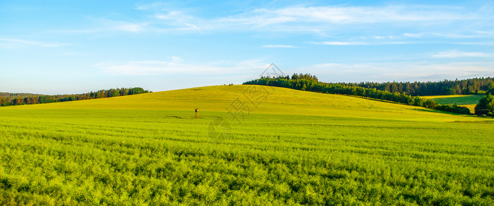 绿色田地全景景观 春晚全景风景草原阳光谷物晴天天空小麦远景土地农业场景背景图片