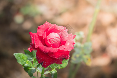 花园里的玫瑰花植物群粉色玫瑰绿色花瓣情人树叶日光背景图片