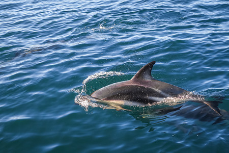 桑岛海豚湾新西兰Kaikoura湾海豚海浪海岸荒野捕食者鲸目动物野生动物海洋手表海上生活背景